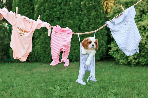 Portrait de chiot King Charles Spaniel