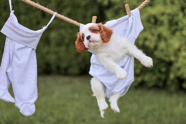 Portrait de chiot King Charles Spaniel