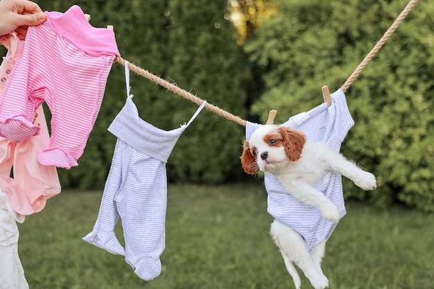 Photo portrait de chiot king charles spaniel