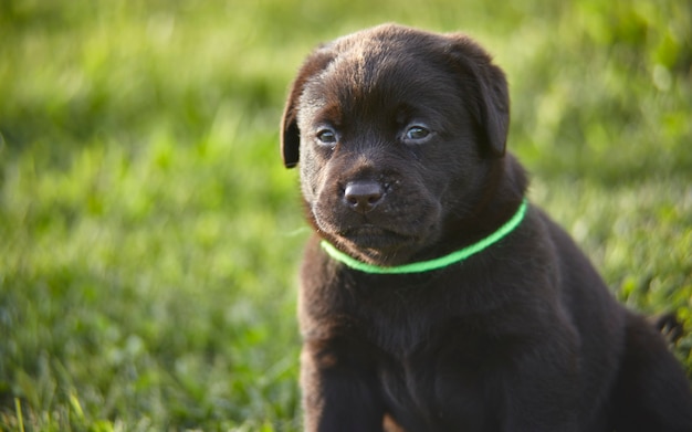 Portrait d'un chiot Labrador brun