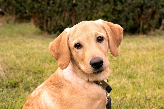 Portrait d'un chiot labrador retriever sur une promenade jaune jeune labrador retriever en automne