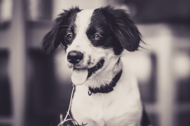 Portrait de chiot avec la langue en noir et blanc