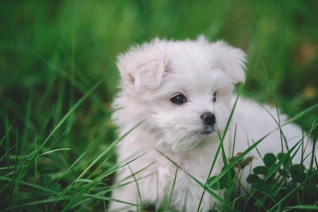 Photo portrait d'un chiot maltais blanc un chiot joue dans le champ