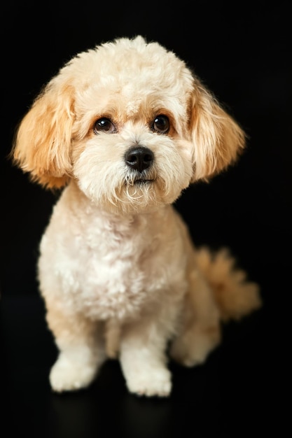 Un portrait de chiot Maltipoo beige sur fond noir