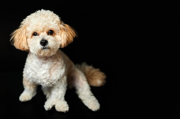 Un portrait de chiot Maltipoo beige