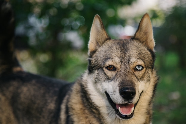 Portrait d'un chiot mignon heureux avec un arrière-plan flou de feuillage. Coup de tête de chien souriant avec une feuille de printemps colorée au coucher du soleil avec de l'espace. Chien errant.