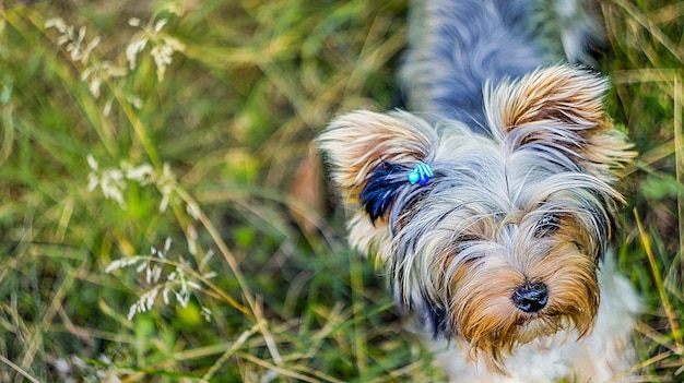 Photo portrait de chiot mignon de yorkshire terrier sur un fond vert d'été soin des animaux de compagnie