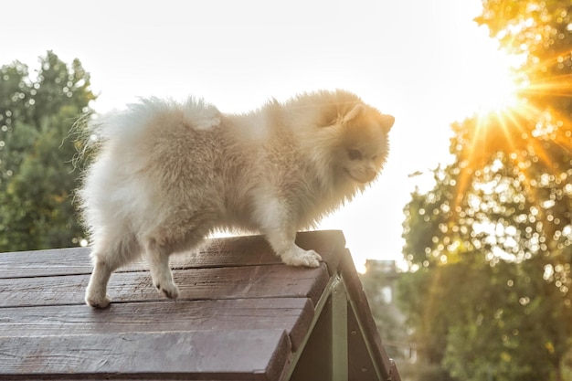 Portrait de chiot moelleux de petit Pomeranian allemand sur l'aire de jeux pour chiens