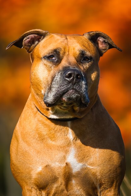 Portrait d'un chiot sur la nature se bouchent. Pitbull. 4 mois.