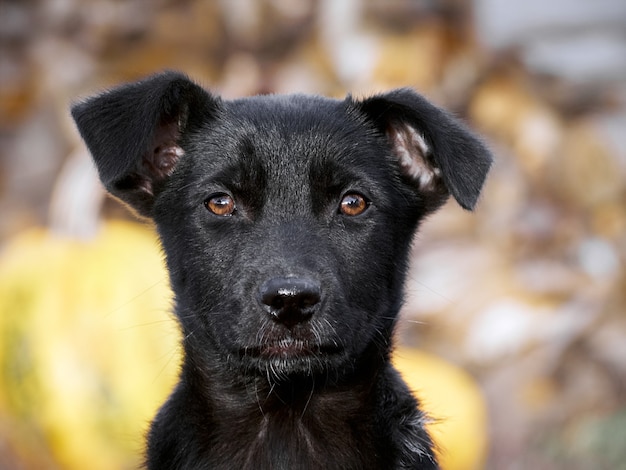 Portrait d'un chiot noir.