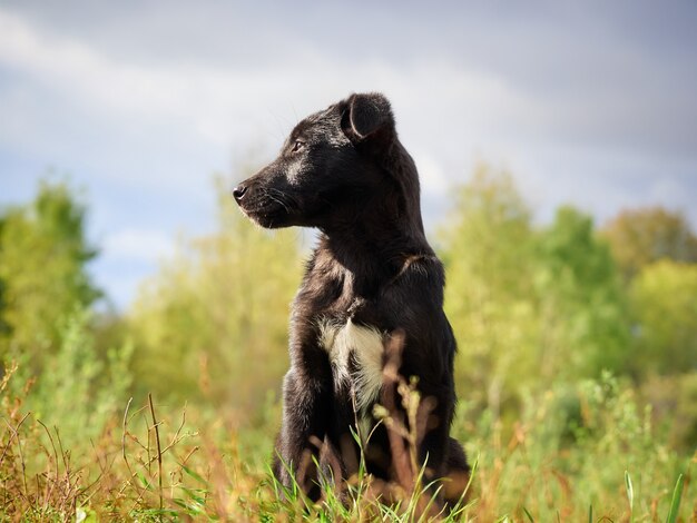 Portrait d'un chiot noir