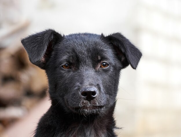 Portrait d'un chiot noir.