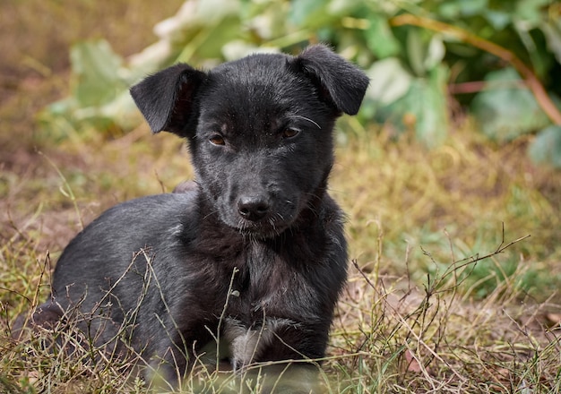 Portrait d'un chiot noir