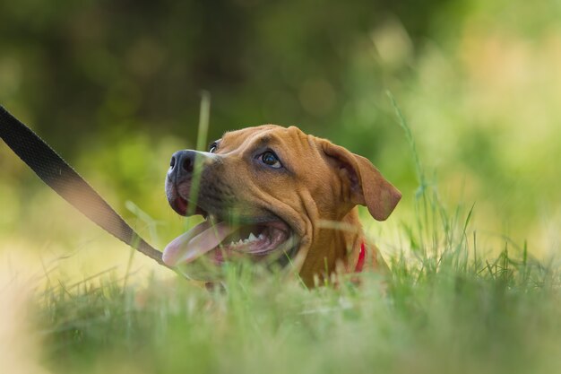 Portrait d'un chiot Pitbull