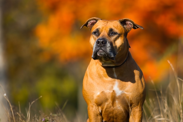 Portrait d'un chiot Pitbull