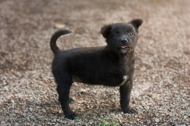 Photo portrait d'un chiot en plein air