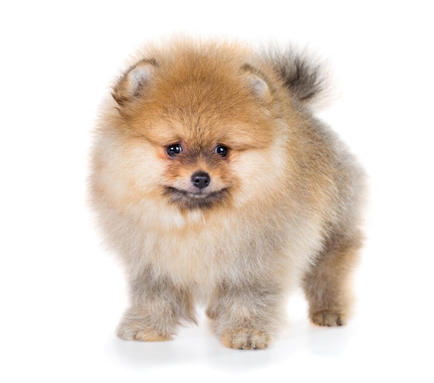 Photo portrait d'un chiot de poméranie âgé de 2 mois isolé sur fond blanc