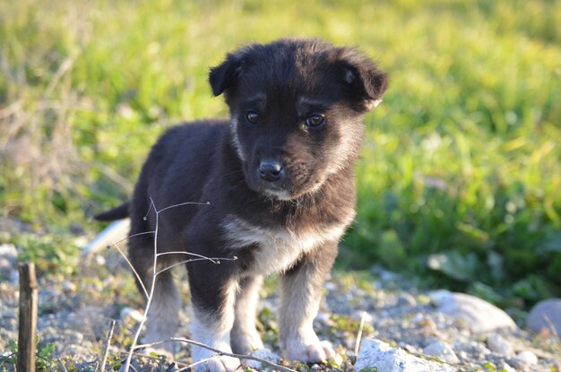 Photo portrait d'un chiot qui détourne son regard sur le champ