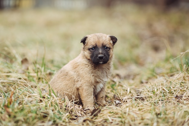 Portrait de chiot en regardant la caméra en plein air