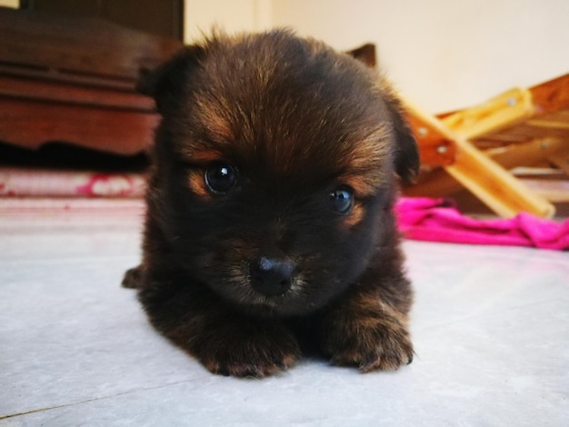 Photo portrait d'un chiot sur le sol