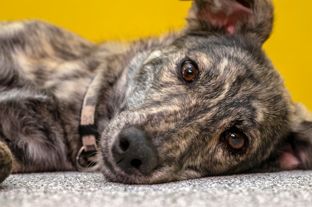 Portrait d'un chiot solitaire aux yeux tristes d'un refuge pour animaux