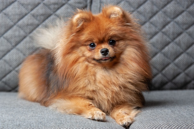 Portrait de chiot Spitz Pomeranian orange sur un canapé gris, à l'intérieur