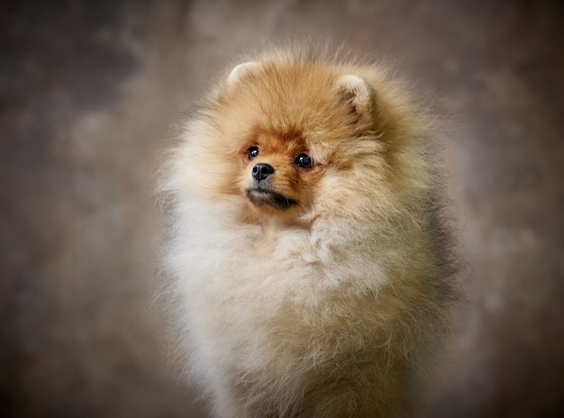 Photo portrait de chiot spitz poméranien miniature