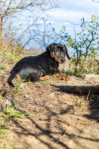 Portrait d'un chiot teckel sur fond de nature