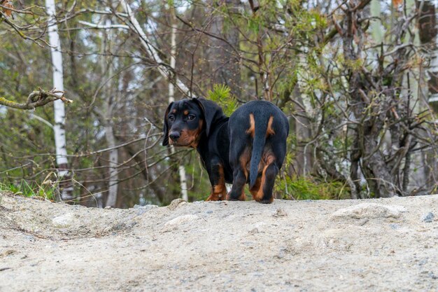 Portrait d'un chiot teckel sur fond de nature