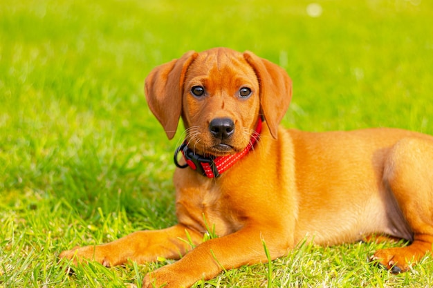 Photo portrait de chiot de vizsla dog in meadow au printemps