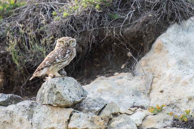 Portrait d'une chouette chevêche Athene noctua, avec un oiseau piégé dans sa patte.