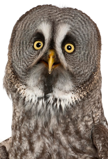 Portrait de Chouette lapone ou Laponie Owl Strix nebulosa un très grand hibou in front of white background