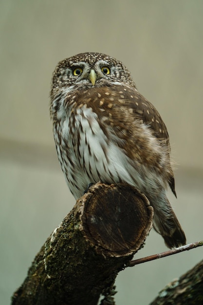 Photo portrait de la chouette pygmée eurasienne