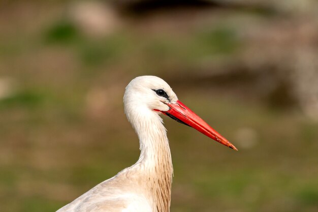 Portrait d'une cigogne élégante