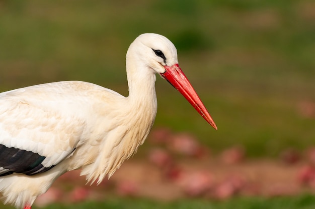 Portrait d'une cigogne élégante