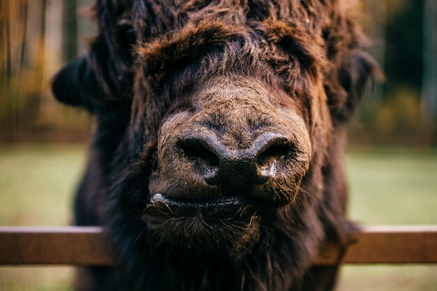 Portrait de closeup effrayant en colère dangereux monstre terrible bête. Mâchoires d'animaux méconnaissables. Inconnu horrible effrayant étrange bizarre museau poilu bizarre et inhabituel.