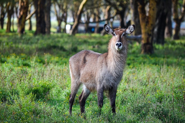 Portrait d'un cobe Defassa Parc national du lac Nakuru au Kenya