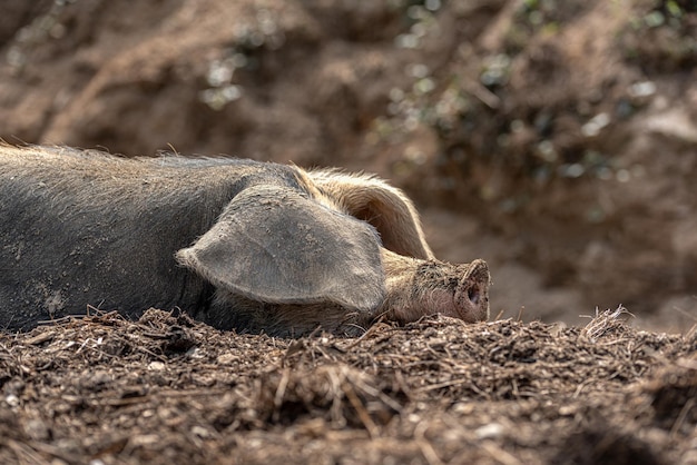 Portrait d'un cochon celtique allongé sur la ferme