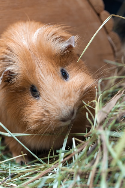 Portrait de cochon d'Inde rouge.