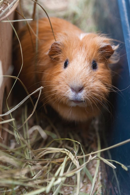 Portrait de cochon d'Inde rouge.