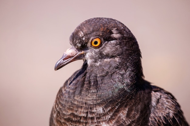 Portrait d'une colombe brune sur fond marron clair