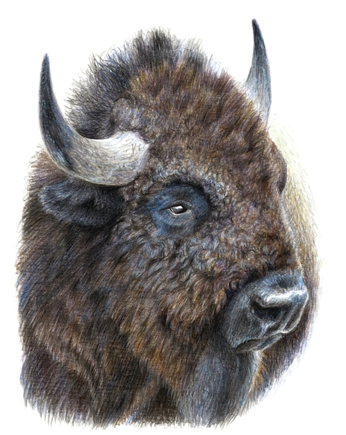 Portrait coloré d'un bison, buffle isolé sur fond blanc. Dessin avec des crayons aquarelle