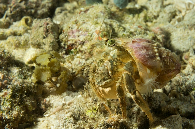 Un portrait coloré de crabe anémone à Cebu aux Philippines