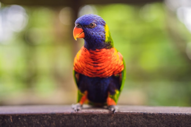 Portrait coloré du perroquet ara d'Amazone contre la jungle Vue latérale du perroquet sauvage sur fond vert La faune et les oiseaux tropicaux exotiques de la forêt tropicale comme races d'animaux