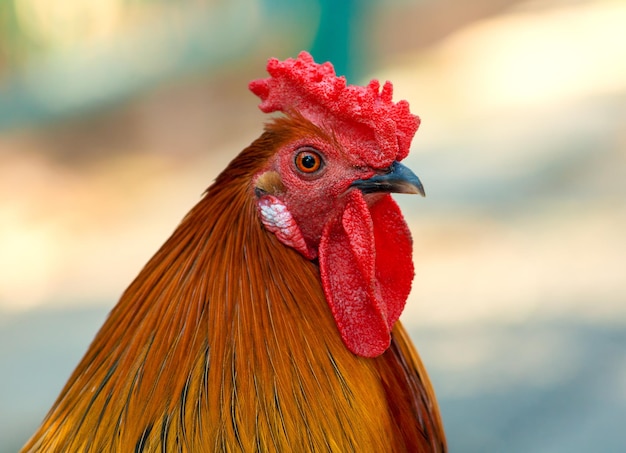 Portrait de coq à l'extérieur