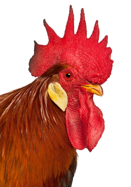 Portrait de coq Livourne isolé