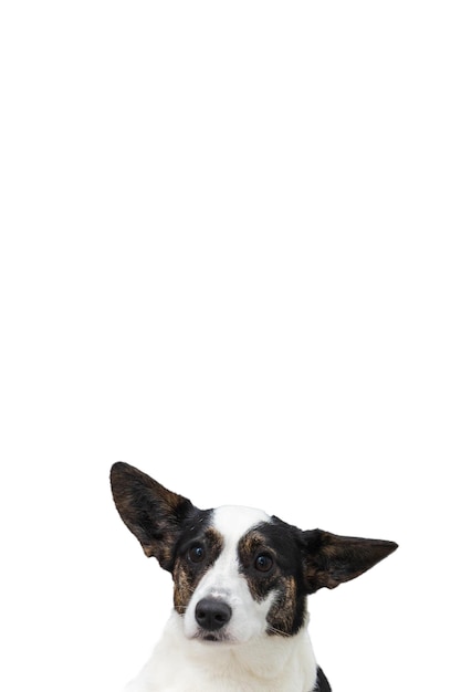 Portrait de corgi sur fond blanc