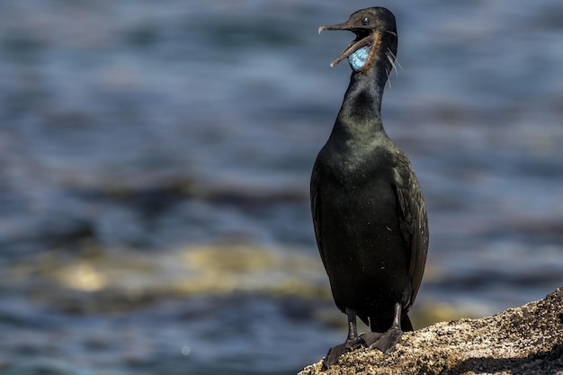 Portrait de cormoran à gorge bleue gros plan