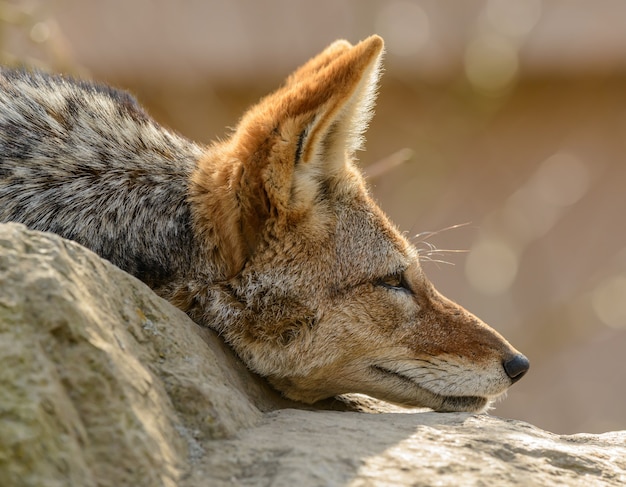 Portrait de côté de chacal à dos noir (Canis mesomelas) portant sur des oreilles de roche en avant dans le zoo