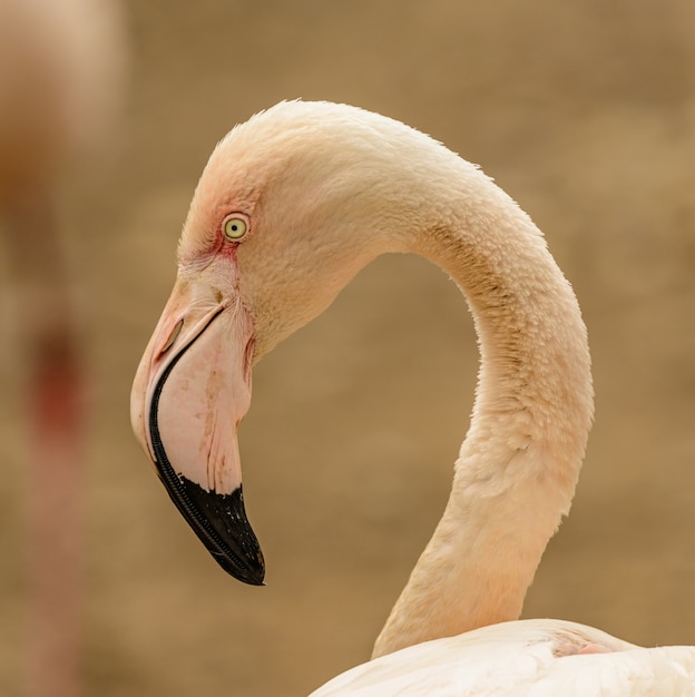 Portrait de côté flamant rose au zoo